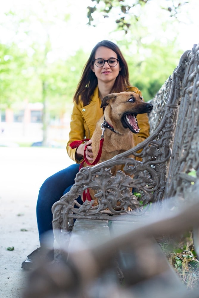 photographe-toulouse-chien-animaux